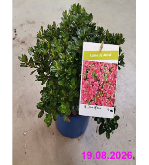 Azalea (J) 'Anouk' C 2 L